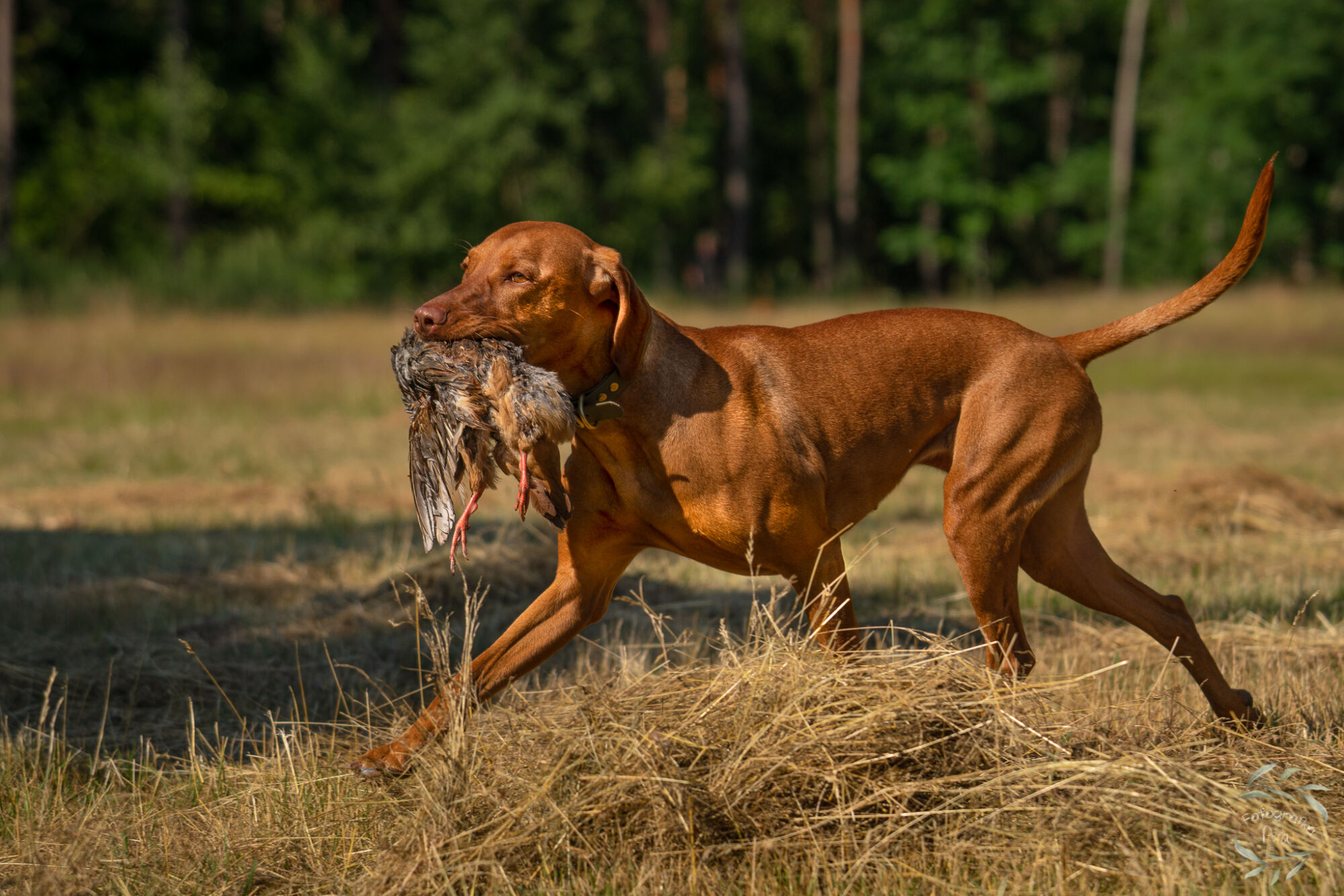 výcvik loveckých psů