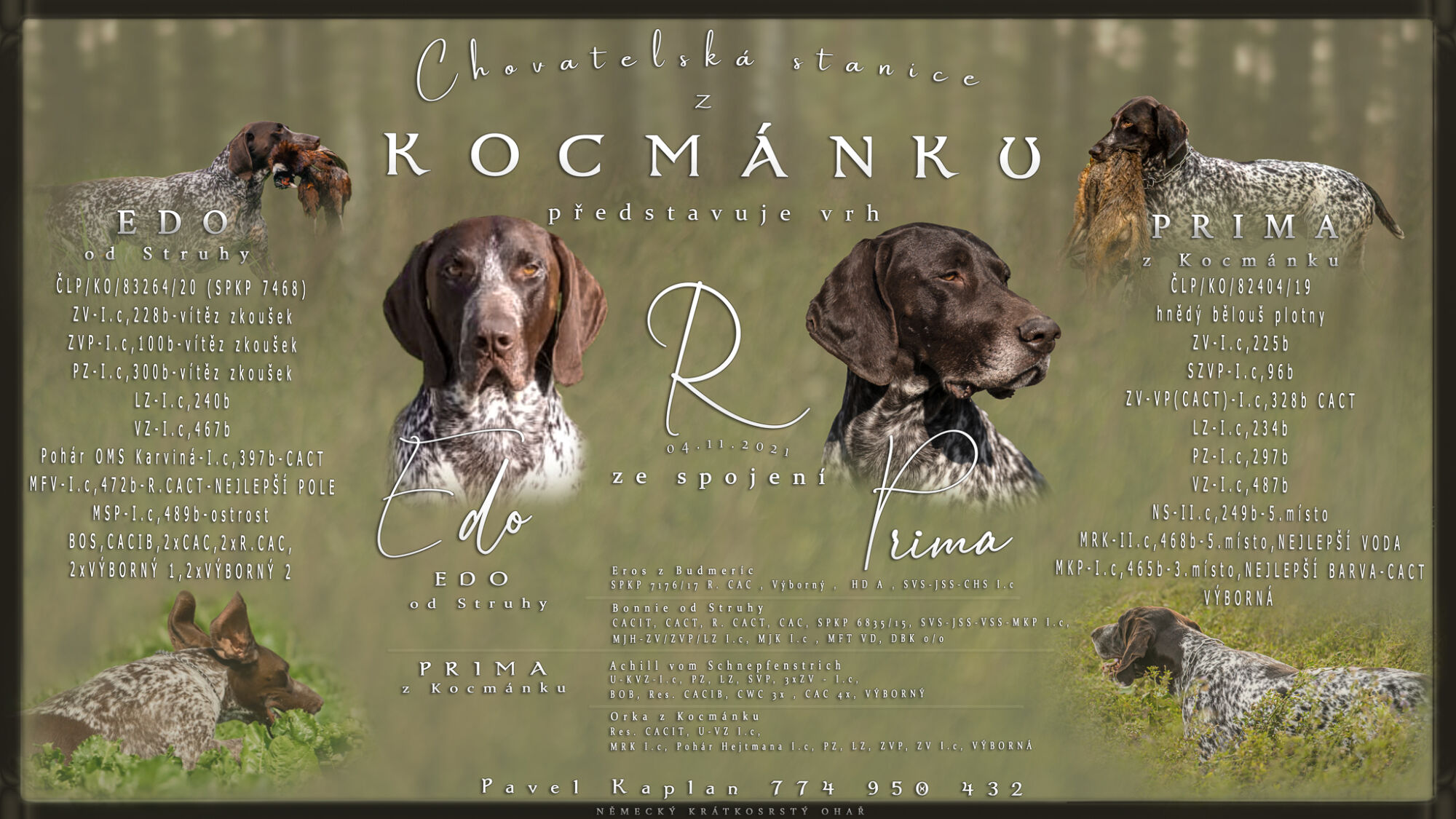 Breeder webdesign, dog kennel design, Best dog breeder webdesign, dog photography plakát pro chovatele krytí